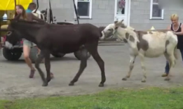 大马配小毛驴视频高清,高清视频背后的温馨故事